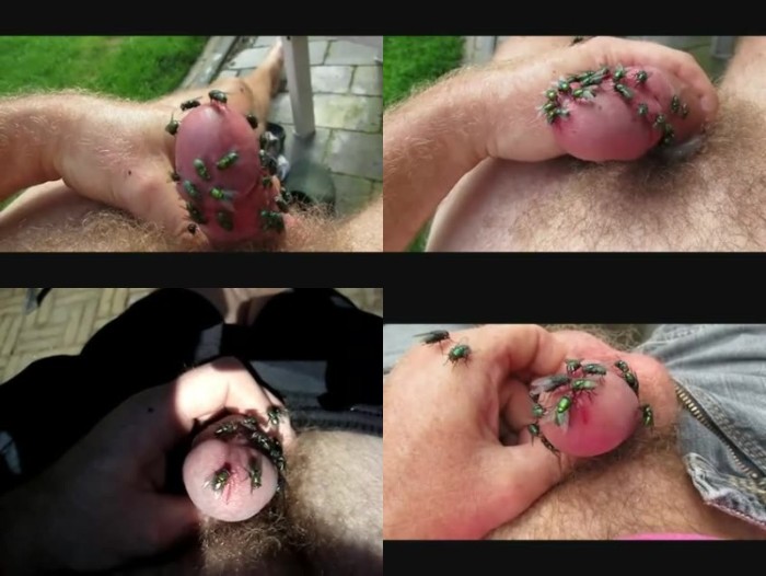 0566 ZooGay Green Flies On Dick Cock 1 - Green Flies On Dick Cock 1 - Male Bestiality Porn