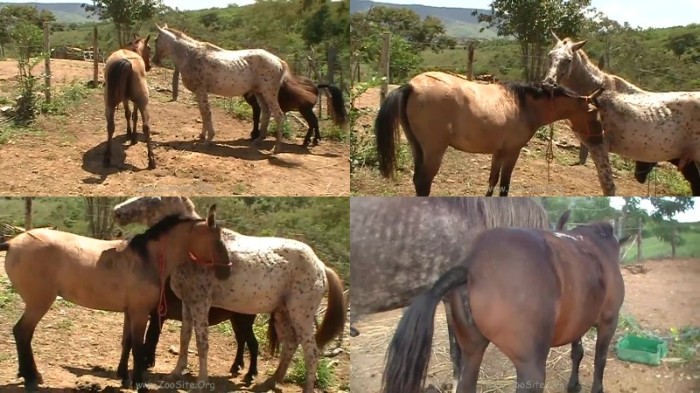 268 ZHD Small Mares  Pink And Madona - Small Mares  Pink And Madona / by PetSexTV.Net [avi/79.39 MB]