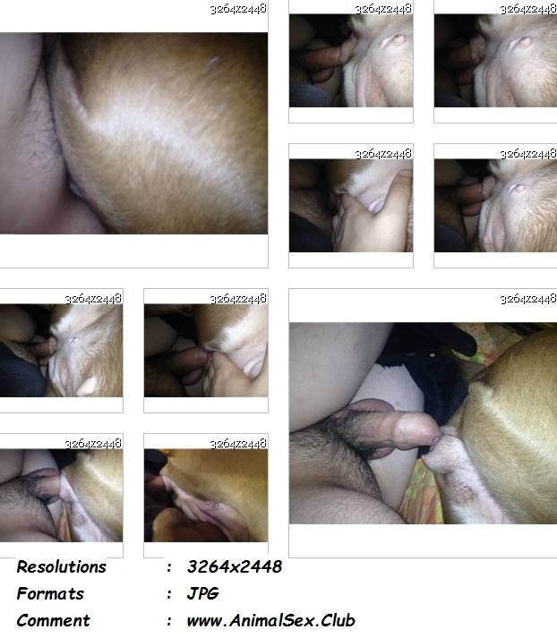 0304 ManZFoto Mastiff Bitch With Male   14 Pics - Mastiff Bitch With Male - 14 Pics - Male Zoophilia Pictures
