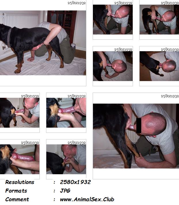 0309 ManZFoto Man And Male Rottie   13 Pics - Man And Male Rottie - 13 Pics - Male Zoophilia Pictures