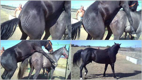 0911 HmZ Huge Stallion Mating With Mare - Huge Stallion Mating With Mare