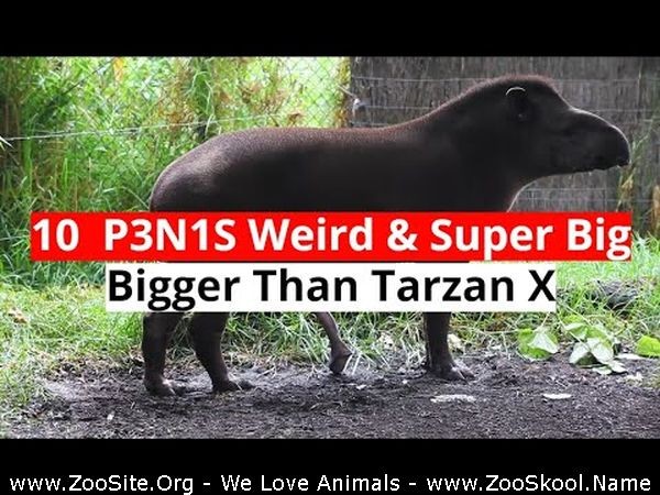 0304 FUN Top 10 Weird And Super Big P3n1s Of Animals - Top 10 Weird And Super Big P3n1s Of Animals