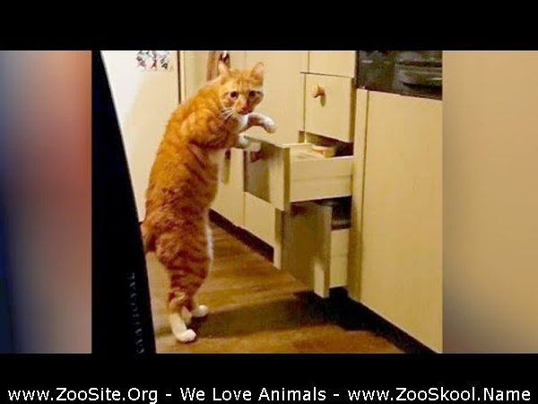 0305 FUN Unbelievable Animal Videos That Will Kill Your Stress And Make You Laugh - Unbelievable Animal Videos That Will Kill Your Stress And Make You Laugh