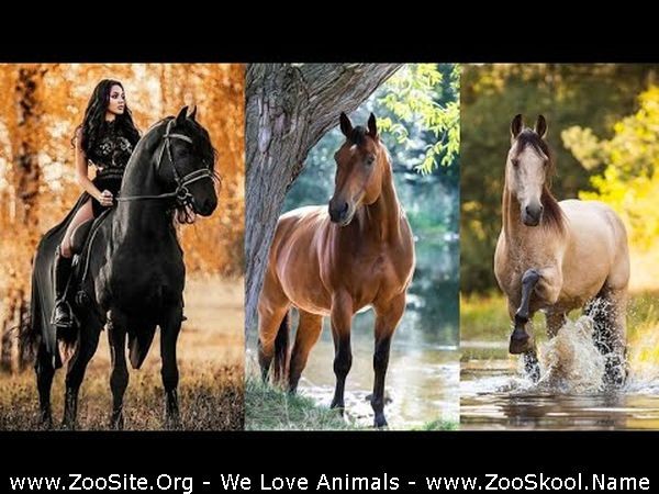 0321 FUN Sexy Horse Cute And Funny Horse Videos Compilation Cute Moment 8 - Sexy Horse! Cute And Funny Horse Videos Compilation Cute Moment 8