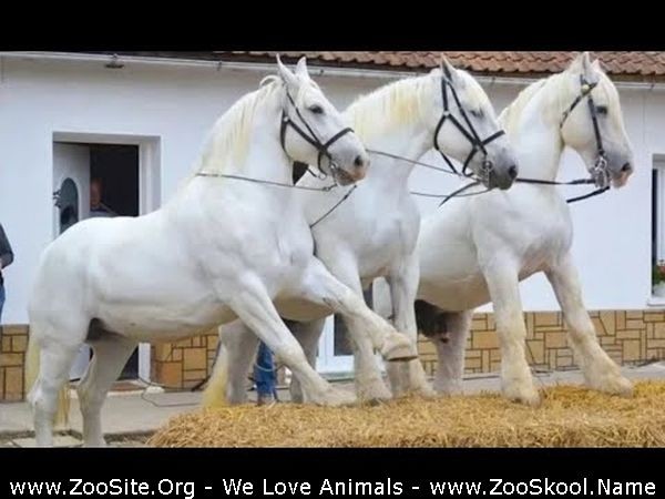 0339 FUN Sexy Horse Cute And Funny Horse Videos Compilation Cute Moment 2 - Sexy Horse! Cute And Funny Horse Videos Compilation Cute Moment 2