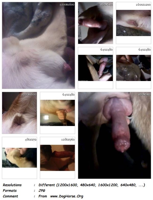418 ZF Doglover Animal Porn Videos   30 Pics - Doglover Animal Porn Videos - 30 Pics