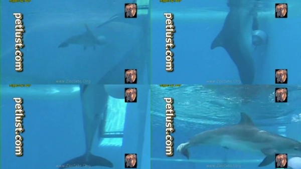 540 ZHD Mating Animals Petlust Dolphin - Mating Animals Petlust Dolphin - AnimalSex 720p/1080p