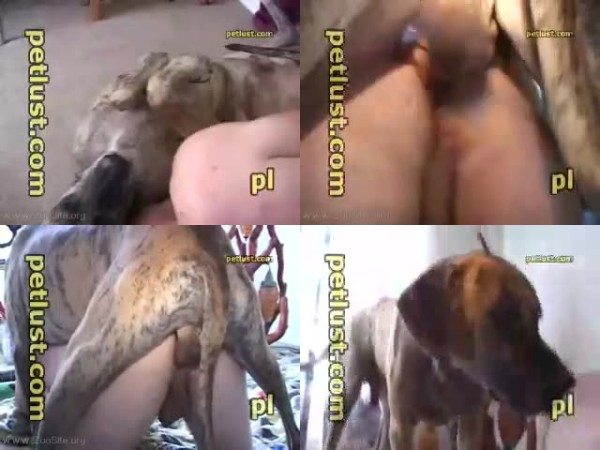 Dog Sex Big Knot