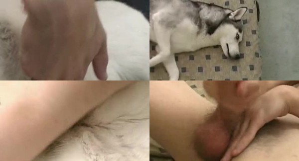 0621 ZooGay Man Fucks Female Husky - Man Fucks Female Husky - Male Fuck Animals