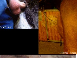 Zoo Porn Dog Sex Gif Gif From Women Fucked Animal Horse Mating v
