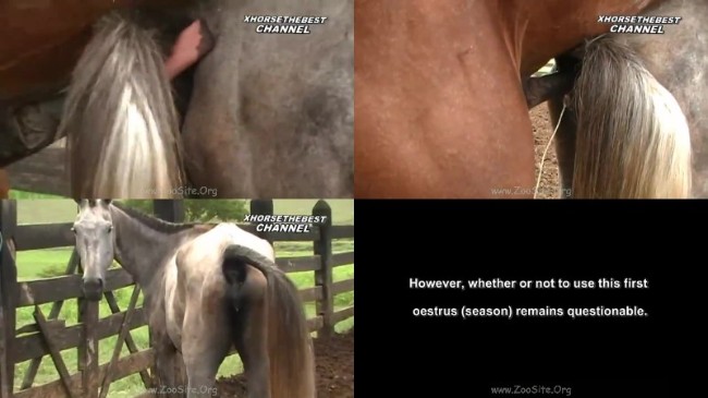338 ZHD Heat Foal Season - Heat Foal Season / by PetSexTV.Net [avi/23.89 MB]