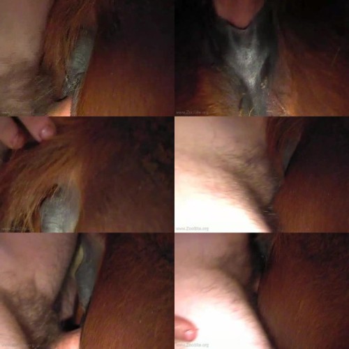 0237 ZooGay Drac Pony - Drac Pony - Male Bestiality Porn