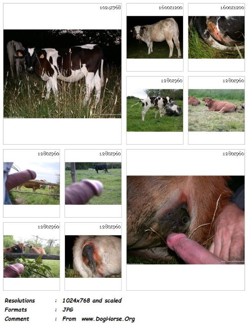 [Image: 282_ZF_Mad_For_Cows_-_61_Pics.jpg]
