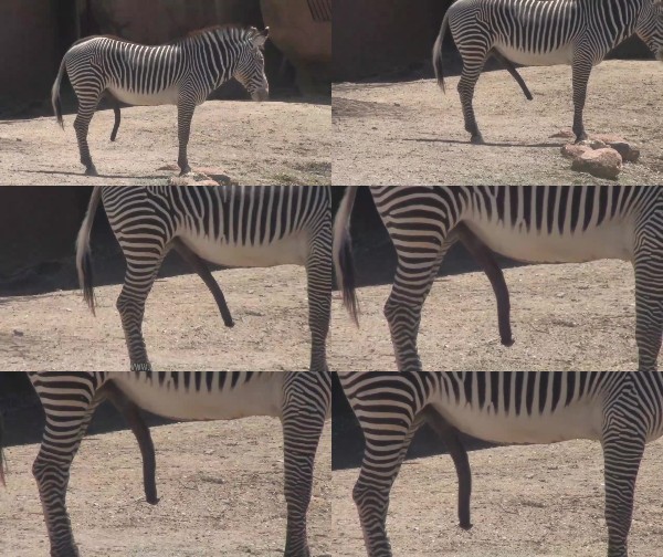 352 ZHD Zebra Stallion - Zebra Stallion - ZooSex 1080p/720p