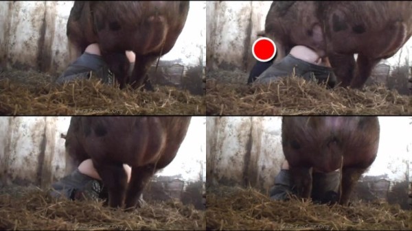 Bram Buck Boar 2 ArtOfZoo Biz 