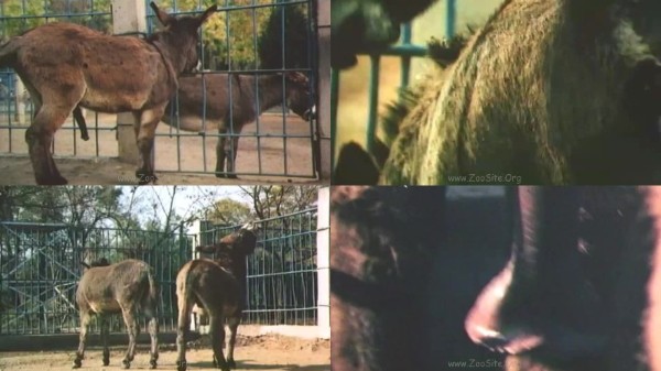 568 ZHD Donkeys Zoo 1 - Donkeys Zoo - AnimalSex 720p/1080p