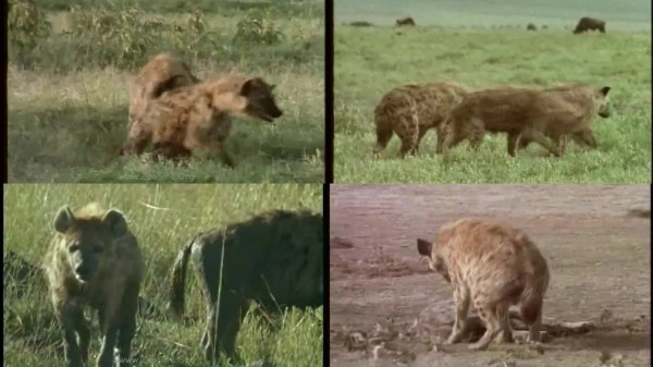 586 ZHD Call Ot Wild Part7  Hyenas - Call Ot Wild Part7  Hyenas - AnimalSex 720p/1080p