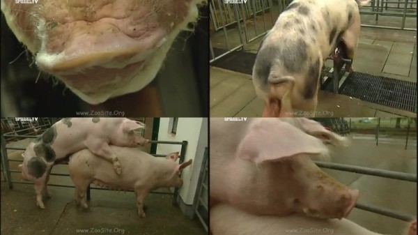 587 ZHD Breeding Pigs   Semen And Mating - Breeding Pigs - Semen And Mating - AnimalSex 720p/1080p