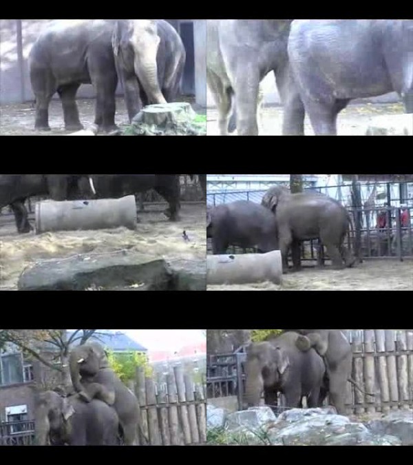 0593 ZTube Elephant Mating In Zoo - Elephant Mating In Zoo - Zoophilia Porn Tube