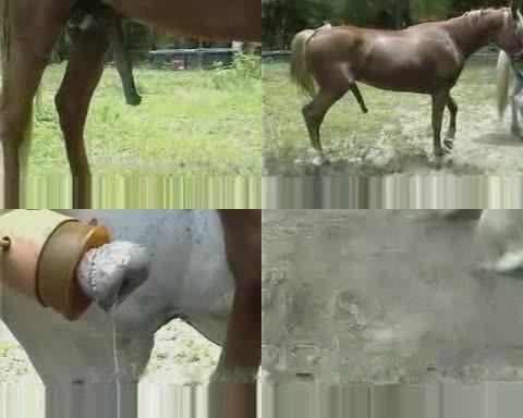 1008 ZTub Horse Cums - Horse Cums