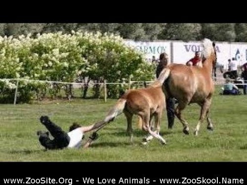 0379 FUN Horses Are Much More Funny Than Cats   Funny Horse Videos 2018 - Horses Are Much More Funny Than Cats - Funny Horse Videos 2018