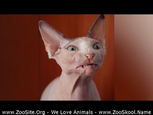 0393 FUN Funniest Sphynx Cats   Youll Have Laugh Of Your Day - Funniest Sphynx Cats! - You'll Have Laugh Of Your Day