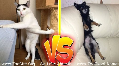 0397 FUN Funniest Pet Competition Cats Vs Dogs - Funniest Pet Competition [Cats Vs Dogs]