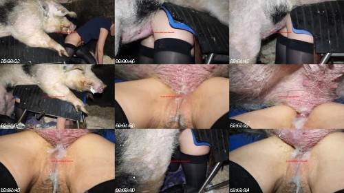 377 AZ Perverted Asian Bitch Adores Getting Fucked By A Pig 1 - Perverted Asian Bitch Adores Getting Fucked By A Pig