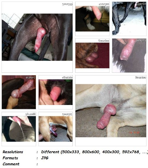 193 ZF Images of Real Dog Cock and Balls Vol. 1   200 ZooSex Pics - Images of Real Dog Cock and Balls Vol. 1 - 200 ZooSex Pics - Girls Animal Porn Photos
