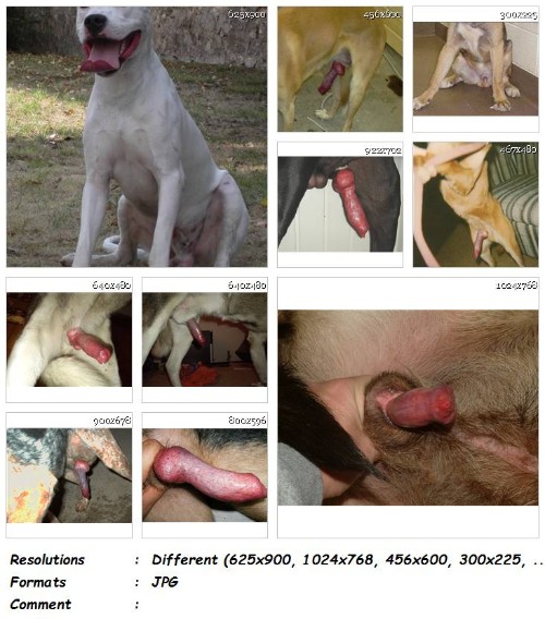 195 ZF Images of Real Dog Cock and Balls Vol. 3   200 ZooSex Pics - Images of Real Dog Cock and Balls Vol. 3 - 200 ZooSex Pics - Girls Animal Porn Photos