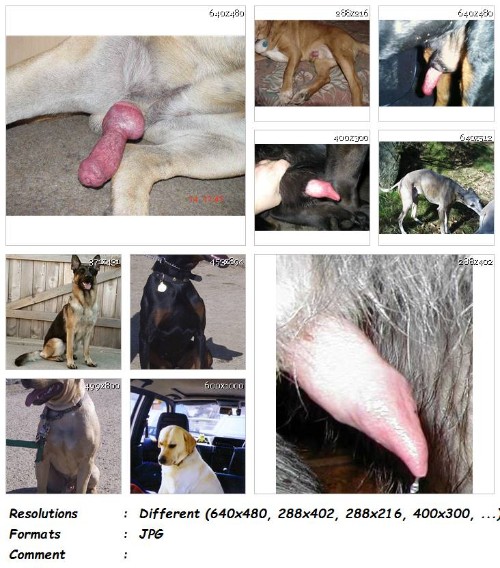 197 ZF Images of Real Dog Cock and Balls Vol. 5   200 ZooSex Pics - Images of Real Dog Cock and Balls Vol. 5 - 200 ZooSex Pics - Girls Animal Porn Photos