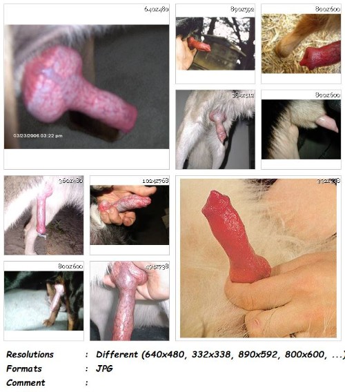 198 ZF Images of Real Dog Cock and Balls Vol. 6   266 ZooSex Pics - Images of Real Dog Cock and Balls Vol. 6 - 266 ZooSex Pics - Girls Animal Porn Photos
