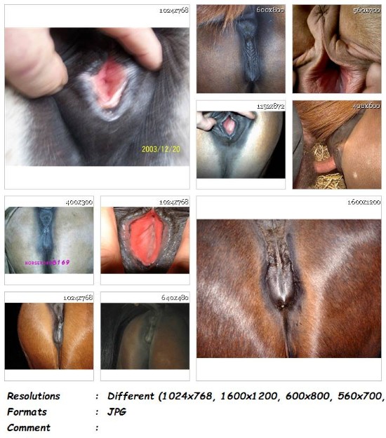 225 ZF Real Mare Pussy Vol. 2   200 ZooSex Pics - Real Mare Pussy Vol. 2 - 200 ZooSex Pics - Girls Animal Porn Photos