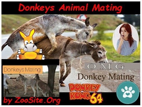 DonkeysMating - Donkeys Animal Mating - HOT ANIMALSEX MATING crazy zoophilia videos