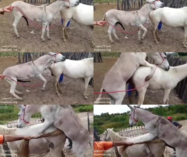 Girl Filming Horny Donkeys â€“ Horse Bestiality Video â€“ Zoo Sex Site â„–1