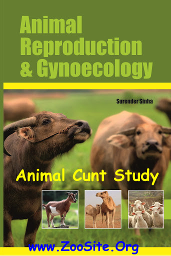 Animal Ginecology - ANIMAL GYNECOLOGY