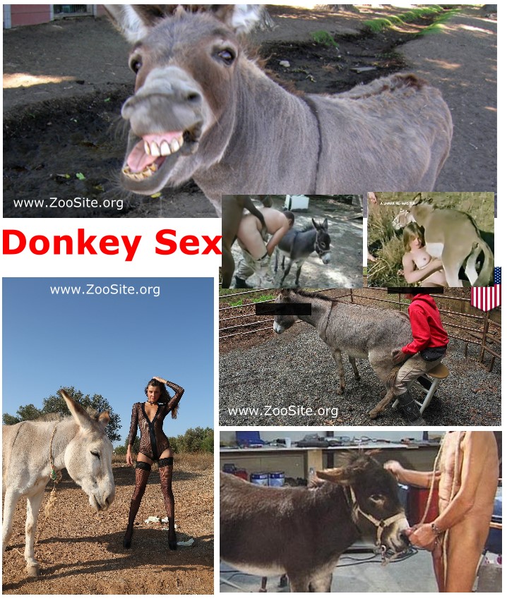 Donkeysex - Donkey Sex - New zoo Porn Collection