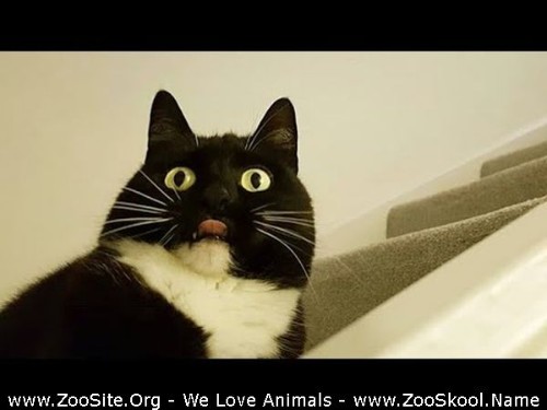 0433 FUN Cats Who Think They Are Dogs   Proper Laughing Session For You - Cats Who Think They Are Dogs! - Proper Laughing Session For You