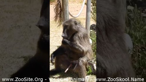 0444 FUN A Male Baboon Masturbating - A Male Baboon Masturbating