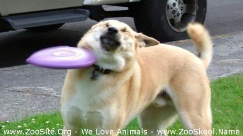 0445 FUN Awesome Funny Animals Life Videos   Dont Try To Hold Back Laughter - Awesome Funny Animals' Life Videos - Don't Try To Hold Back Laughter