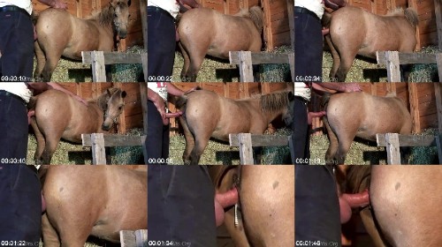 Mini Horse Fuck - Animal Sex Club
