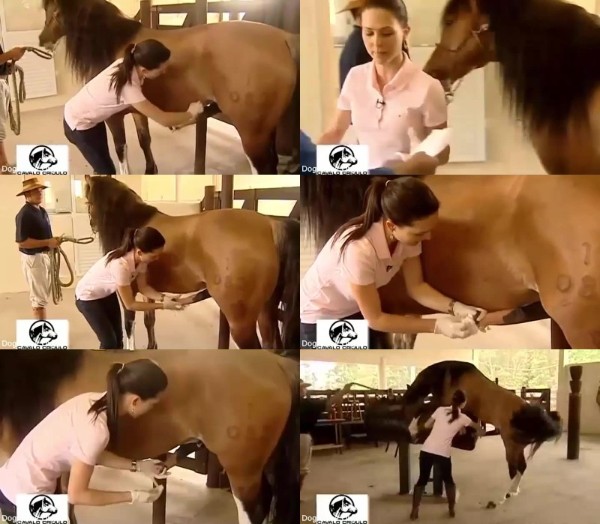 702 HrSx Horse Bestiality Penis Cleaning And Semen Collection - Horse Bestiality Penis Cleaning And Semen Collection / Horse Sex Video