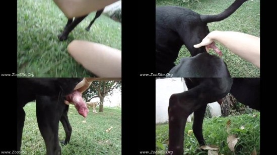 Aluzky Dog Gives Handjob 4 â€“ All Zoo Porn HERE!