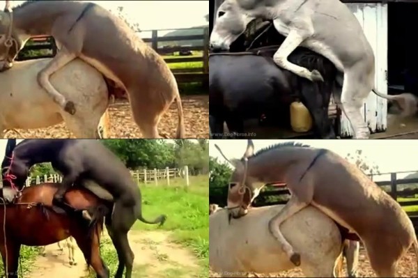 600px x 399px - Donkey Horse Breeding Burros Y Yeguas / [avi/7.69 MB] - Animal Sex Club