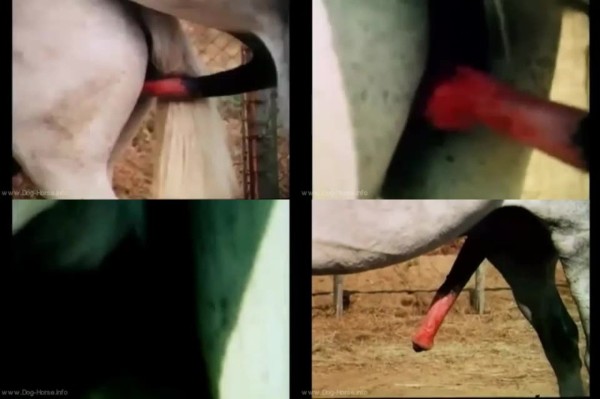 613 HrSx Aparamiento De Caballos    Horse Mating - Aparamiento De Caballos -  Horse Mating / [avi/4.53 MB]