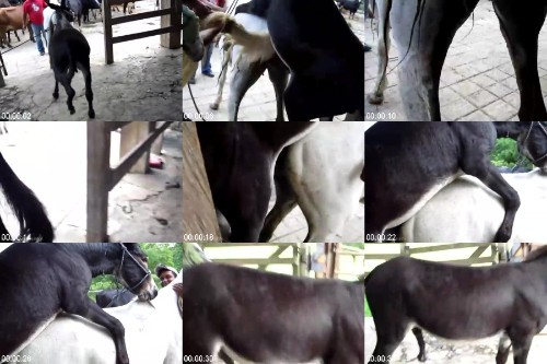 500px x 333px - Donkey Mating With Mare Burro Picador / [avi/3.77 MB] - ArtOfZoo.Org -  Bestiality Life