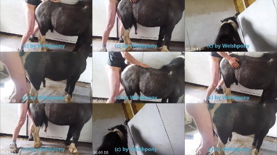 Animal Sax Video Download - Welsh And Pony â€“ Animal Sex Man 12 â€“ Zoo Sex Site â„–1