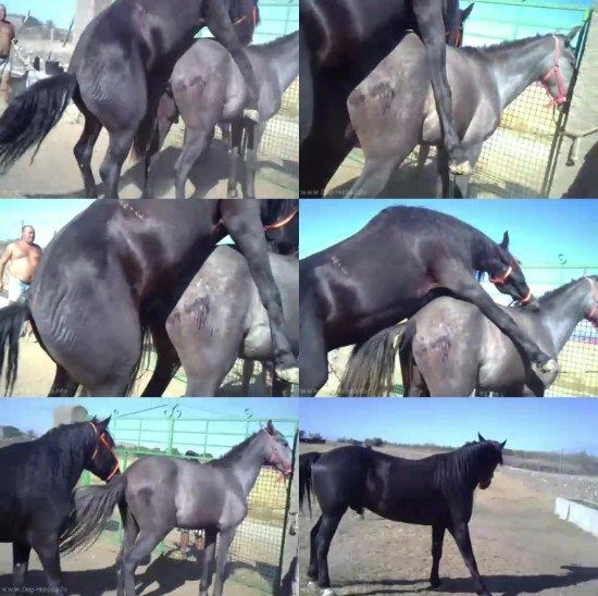 626 HrSx Huge Stallion Mating With Mare - Huge Stallion Mating With Mare / [avi/2.18 MB]