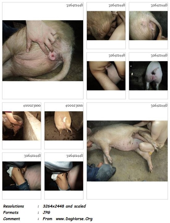 MY cover 14 - I And Sows Zoo Porn - 33 Pics - Girls Animal Porn Photos